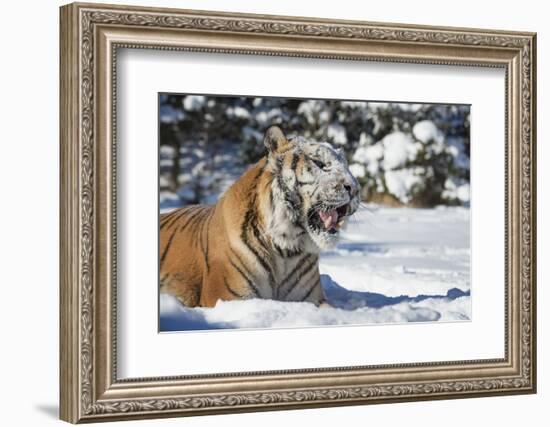 Siberian Tiger (Panthera Tigris Altaica), Montana, United States of America, North America-Janette Hil-Framed Photographic Print