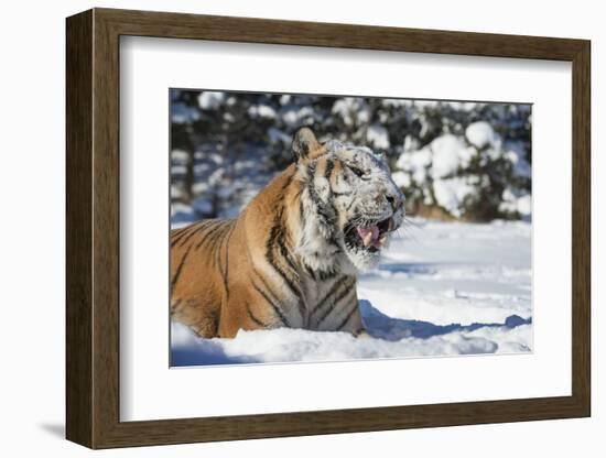 Siberian Tiger (Panthera Tigris Altaica), Montana, United States of America, North America-Janette Hil-Framed Photographic Print