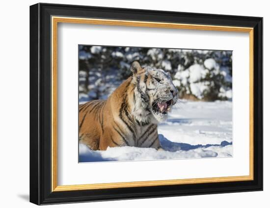 Siberian Tiger (Panthera Tigris Altaica), Montana, United States of America, North America-Janette Hil-Framed Photographic Print