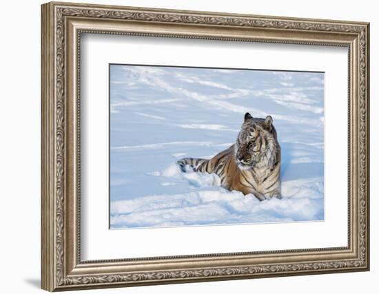 Siberian Tiger (Panthera Tigris Altaica), Montana, United States of America, North America-Janette Hil-Framed Photographic Print