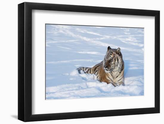 Siberian Tiger (Panthera Tigris Altaica), Montana, United States of America, North America-Janette Hil-Framed Photographic Print