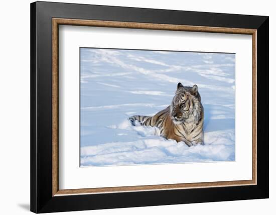 Siberian Tiger (Panthera Tigris Altaica), Montana, United States of America, North America-Janette Hil-Framed Photographic Print