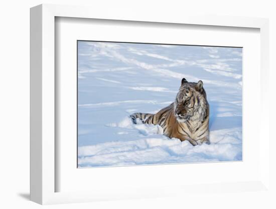 Siberian Tiger (Panthera Tigris Altaica), Montana, United States of America, North America-Janette Hil-Framed Photographic Print