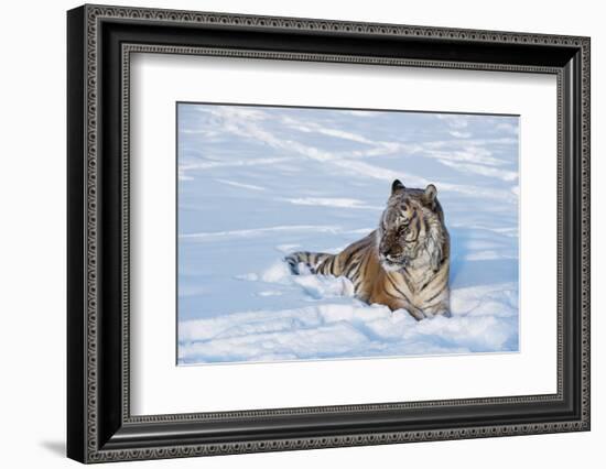 Siberian Tiger (Panthera Tigris Altaica), Montana, United States of America, North America-Janette Hil-Framed Photographic Print