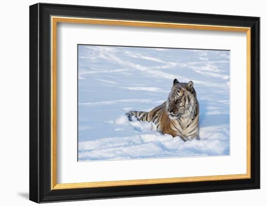 Siberian Tiger (Panthera Tigris Altaica), Montana, United States of America, North America-Janette Hil-Framed Photographic Print