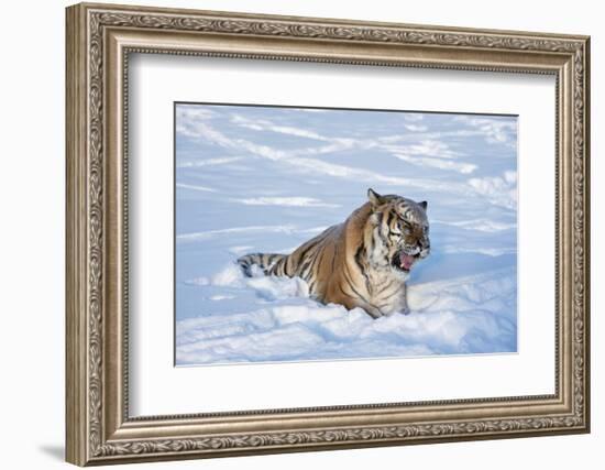 Siberian Tiger (Panthera Tigris Altaica), Montana, United States of America, North America-Janette Hil-Framed Photographic Print