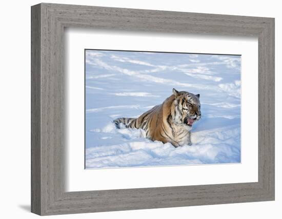 Siberian Tiger (Panthera Tigris Altaica), Montana, United States of America, North America-Janette Hil-Framed Photographic Print