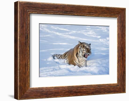 Siberian Tiger (Panthera Tigris Altaica), Montana, United States of America, North America-Janette Hil-Framed Photographic Print