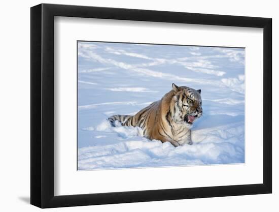 Siberian Tiger (Panthera Tigris Altaica), Montana, United States of America, North America-Janette Hil-Framed Photographic Print