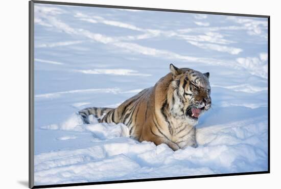 Siberian Tiger (Panthera Tigris Altaica), Montana, United States of America, North America-Janette Hil-Mounted Photographic Print