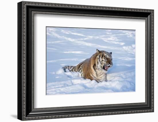 Siberian Tiger (Panthera Tigris Altaica), Montana, United States of America, North America-Janette Hil-Framed Photographic Print