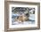 Siberian Tiger (Panthera Tigris Altaica), Montana, United States of America, North America-Janette Hil-Framed Photographic Print