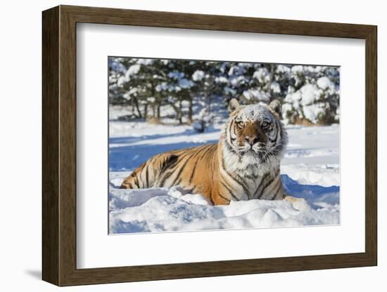 Siberian Tiger (Panthera Tigris Altaica), Montana, United States of America, North America-Janette Hil-Framed Photographic Print