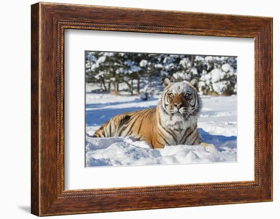 Siberian Tiger (Panthera Tigris Altaica), Montana, United States of America, North America-Janette Hil-Framed Photographic Print