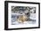 Siberian Tiger (Panthera Tigris Altaica), Montana, United States of America, North America-Janette Hil-Framed Photographic Print