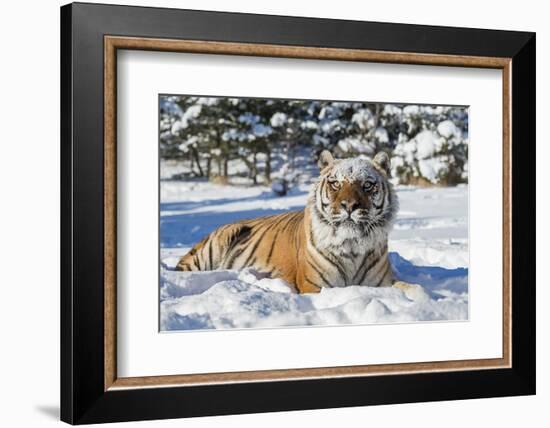 Siberian Tiger (Panthera Tigris Altaica), Montana, United States of America, North America-Janette Hil-Framed Photographic Print