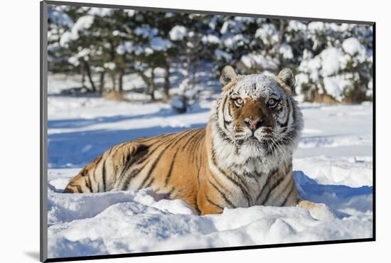Siberian Tiger (Panthera Tigris Altaica), Montana, United States of America, North America-Janette Hil-Mounted Photographic Print