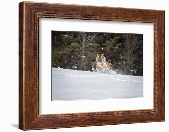 Siberian Tiger (Panthera Tigris Altaica), Montana, United States of America, North America-Janette Hil-Framed Photographic Print