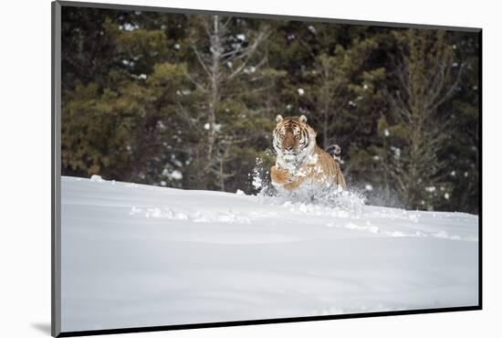 Siberian Tiger (Panthera Tigris Altaica), Montana, United States of America, North America-Janette Hil-Mounted Photographic Print