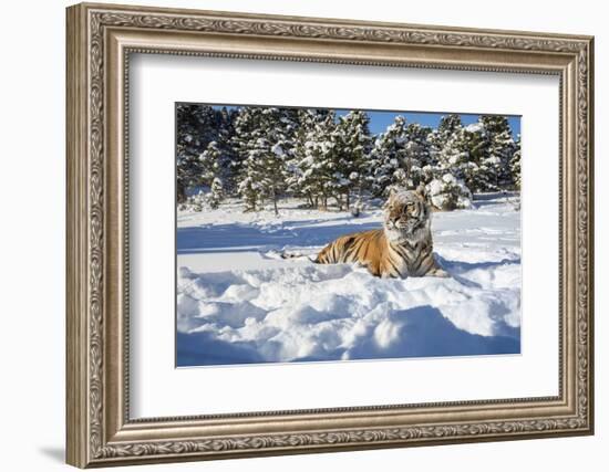 Siberian Tiger (Panthera Tigris Altaica), Montana, United States of America, North America-Janette Hil-Framed Photographic Print