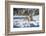 Siberian Tiger (Panthera Tigris Altaica), Montana, United States of America, North America-Janette Hil-Framed Photographic Print