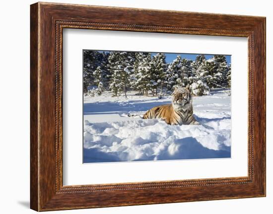 Siberian Tiger (Panthera Tigris Altaica), Montana, United States of America, North America-Janette Hil-Framed Photographic Print