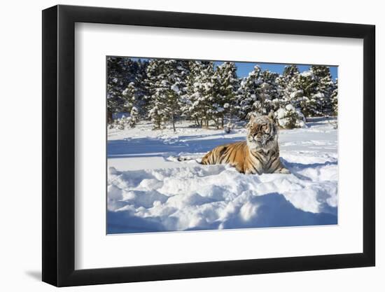 Siberian Tiger (Panthera Tigris Altaica), Montana, United States of America, North America-Janette Hil-Framed Photographic Print