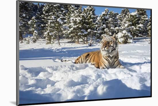 Siberian Tiger (Panthera Tigris Altaica), Montana, United States of America, North America-Janette Hil-Mounted Photographic Print