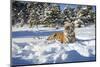 Siberian Tiger (Panthera Tigris Altaica), Montana, United States of America, North America-Janette Hil-Mounted Photographic Print