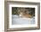 Siberian Tiger (Panthera Tigris Altaica), Montana, United States of America, North America-Janette Hil-Framed Photographic Print