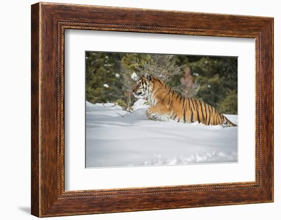 Siberian Tiger (Panthera Tigris Altaica), Montana, United States of America, North America-Janette Hil-Framed Photographic Print