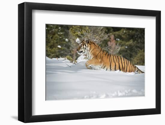 Siberian Tiger (Panthera Tigris Altaica), Montana, United States of America, North America-Janette Hil-Framed Photographic Print