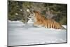 Siberian Tiger (Panthera Tigris Altaica), Montana, United States of America, North America-Janette Hil-Mounted Photographic Print