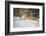 Siberian Tiger (Panthera Tigris Altaica), Montana, United States of America, North America-Janette Hil-Framed Photographic Print