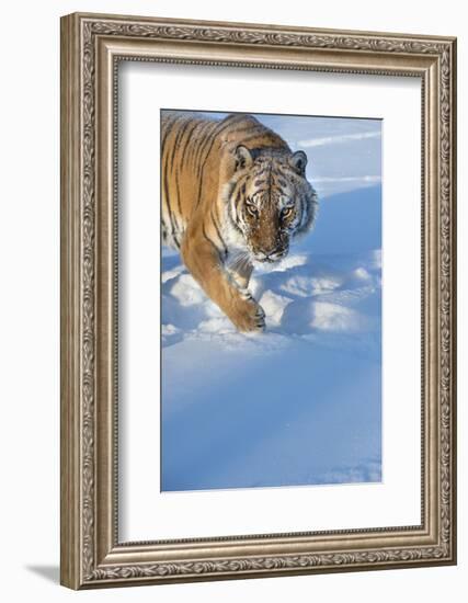 Siberian Tiger (Panthera Tigris Altaica), Montana, United States of America, North America-Janette Hil-Framed Photographic Print