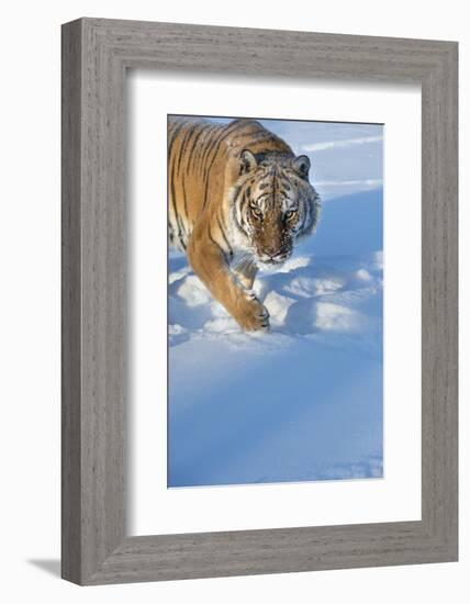 Siberian Tiger (Panthera Tigris Altaica), Montana, United States of America, North America-Janette Hil-Framed Photographic Print