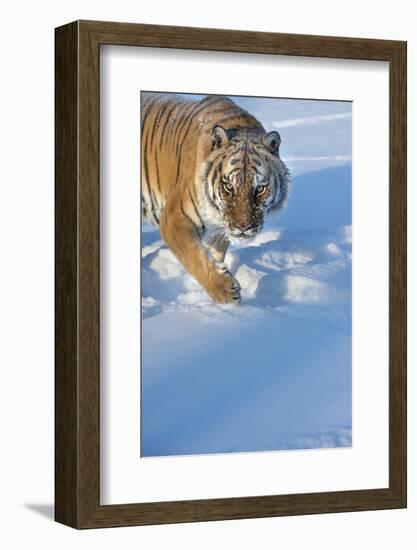 Siberian Tiger (Panthera Tigris Altaica), Montana, United States of America, North America-Janette Hil-Framed Photographic Print