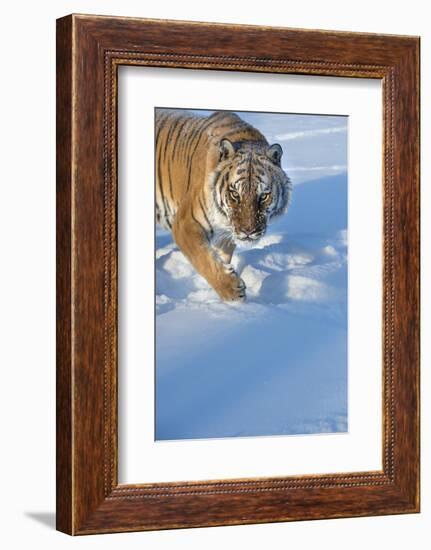 Siberian Tiger (Panthera Tigris Altaica), Montana, United States of America, North America-Janette Hil-Framed Photographic Print