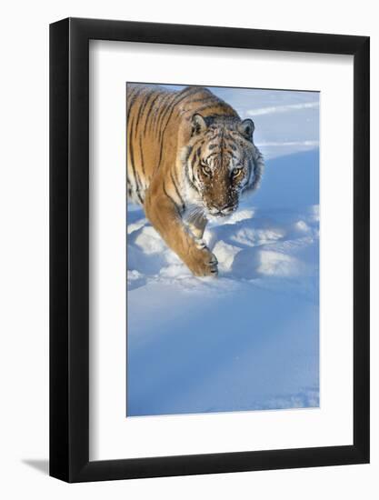 Siberian Tiger (Panthera Tigris Altaica), Montana, United States of America, North America-Janette Hil-Framed Photographic Print