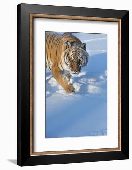 Siberian Tiger (Panthera Tigris Altaica), Montana, United States of America, North America-Janette Hil-Framed Photographic Print