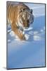 Siberian Tiger (Panthera Tigris Altaica), Montana, United States of America, North America-Janette Hil-Mounted Photographic Print