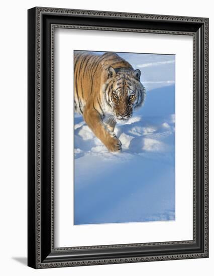 Siberian Tiger (Panthera Tigris Altaica), Montana, United States of America, North America-Janette Hil-Framed Photographic Print