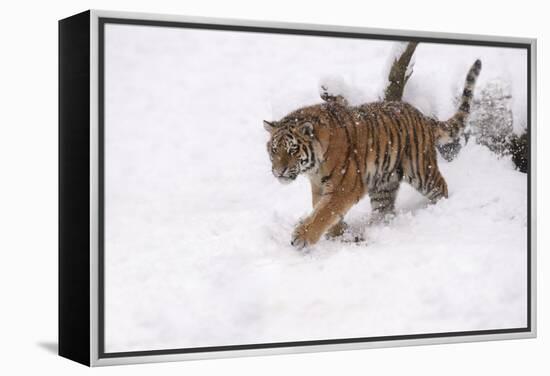 Siberian Tiger, Panthera Tigris Altaica, Subadult in Winter-Andreas Keil-Framed Premier Image Canvas