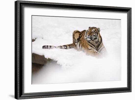 Siberian Tiger, Panthera Tigris Altaica, Subadult Lies in the Snow-Andreas Keil-Framed Photographic Print