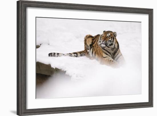 Siberian Tiger, Panthera Tigris Altaica, Subadult Lies in the Snow-Andreas Keil-Framed Photographic Print