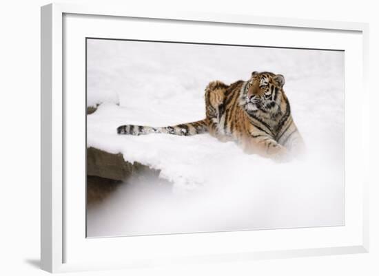 Siberian Tiger, Panthera Tigris Altaica, Subadult Lies in the Snow-Andreas Keil-Framed Photographic Print