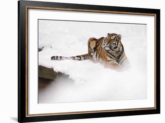 Siberian Tiger, Panthera Tigris Altaica, Subadult Lies in the Snow-Andreas Keil-Framed Photographic Print