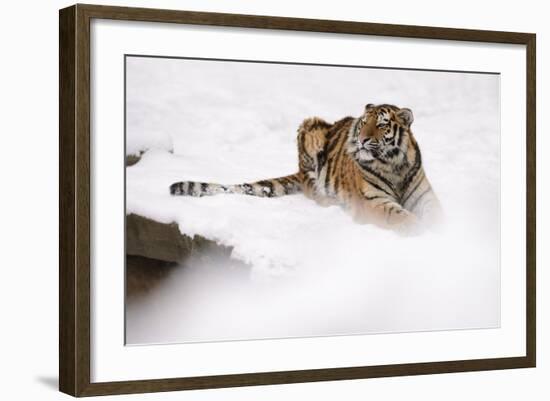 Siberian Tiger, Panthera Tigris Altaica, Subadult Lies in the Snow-Andreas Keil-Framed Photographic Print