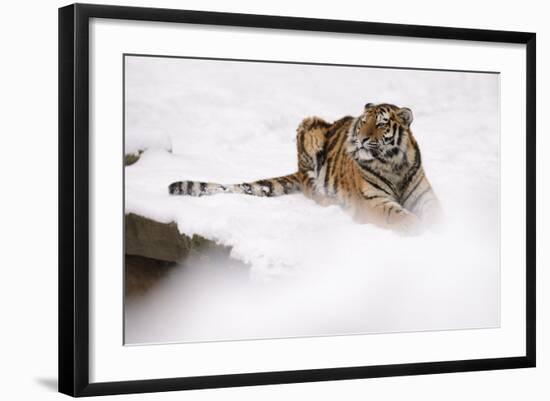 Siberian Tiger, Panthera Tigris Altaica, Subadult Lies in the Snow-Andreas Keil-Framed Photographic Print