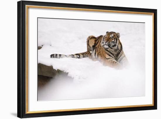 Siberian Tiger, Panthera Tigris Altaica, Subadult Lies in the Snow-Andreas Keil-Framed Photographic Print